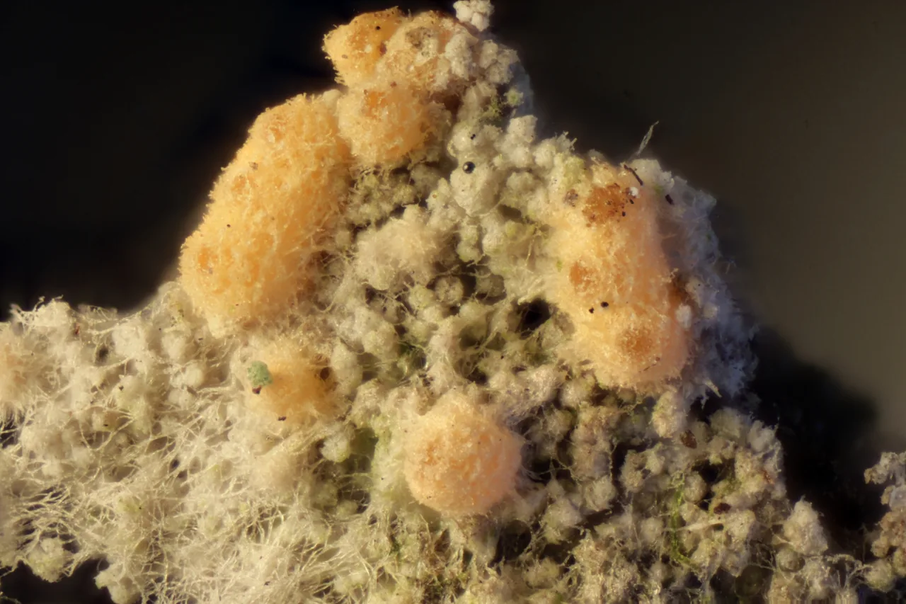 Paranectria oropensis (Paranectria oropensis) — photo mycologique