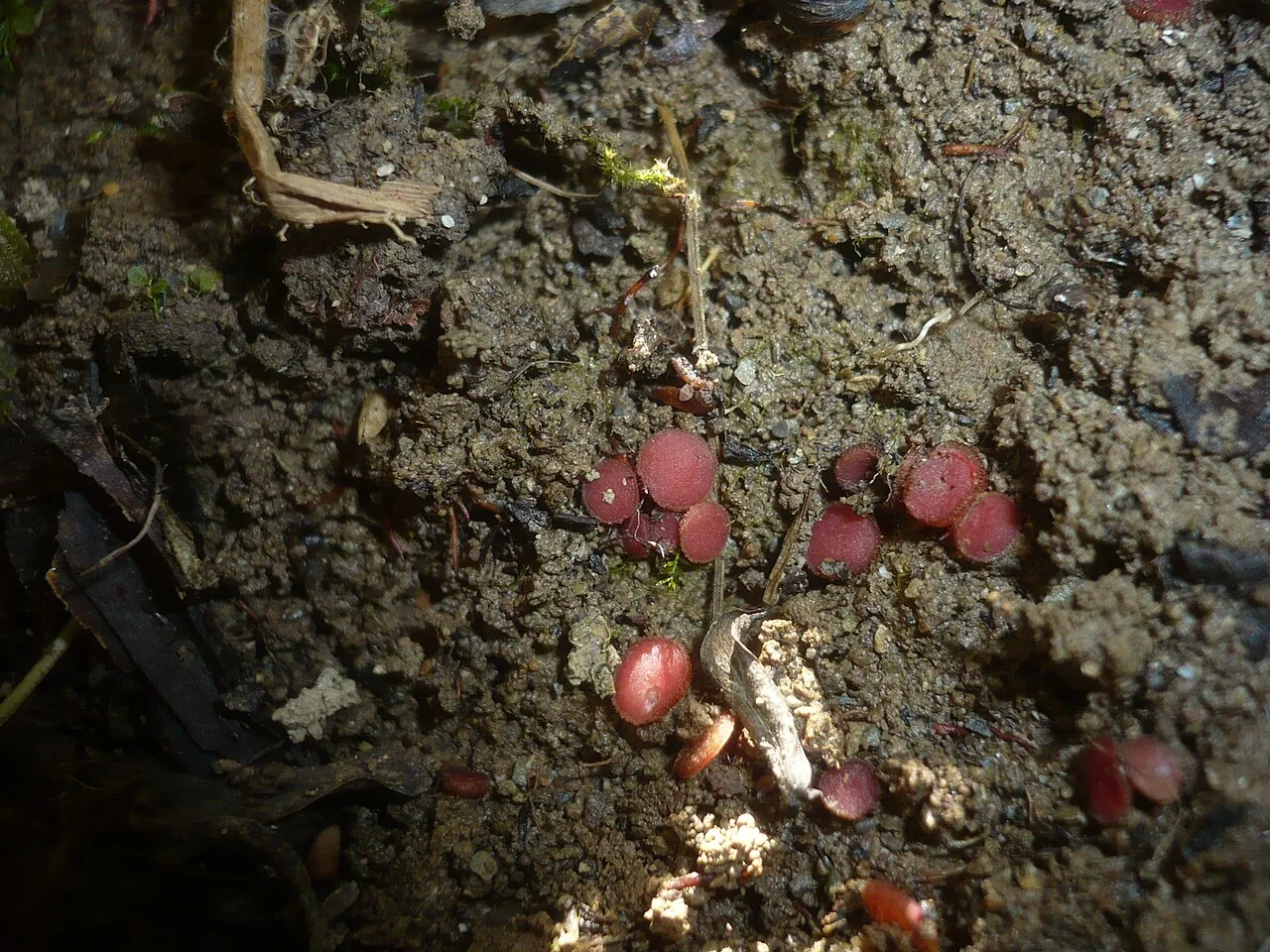Parascutellinia arctespora (Parascutellinia arctespora) — photo mycologique