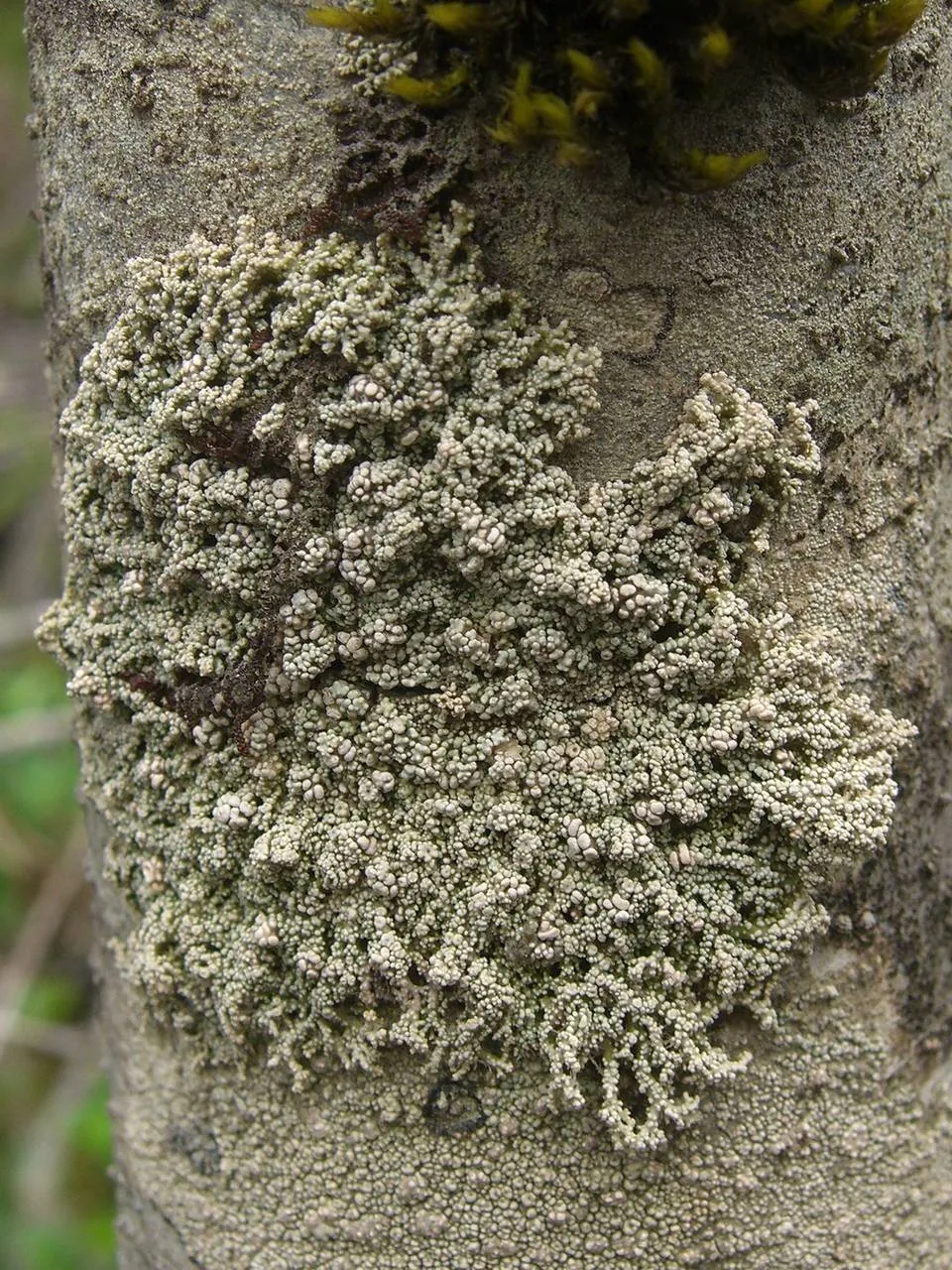 Parasiphula jamesii (Parasiphula jamesii) — photo mycologique