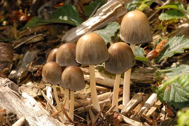 Parasola leiocephala (Parasola leiocephala) — photo mycologique