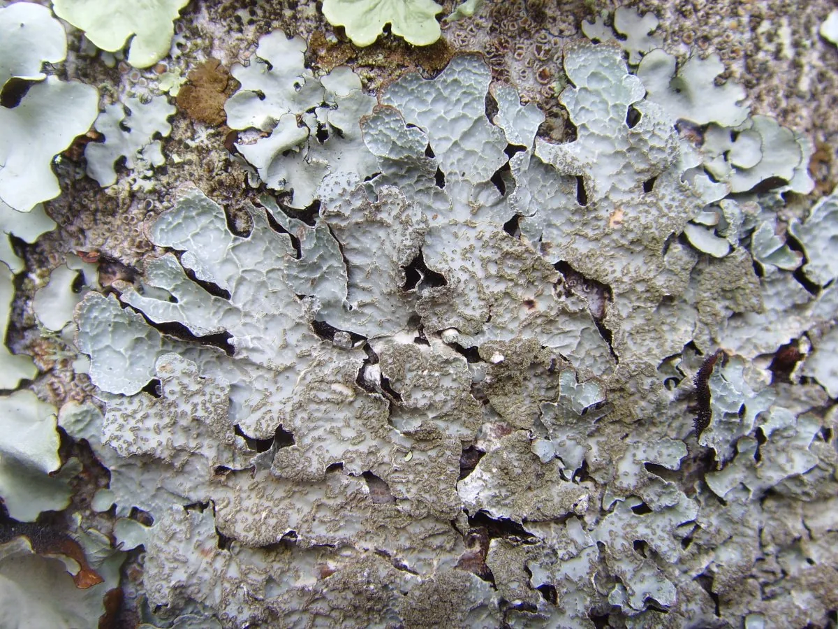 Parmelia angustifolia (Parmelia angustifolia) — photo mycologique