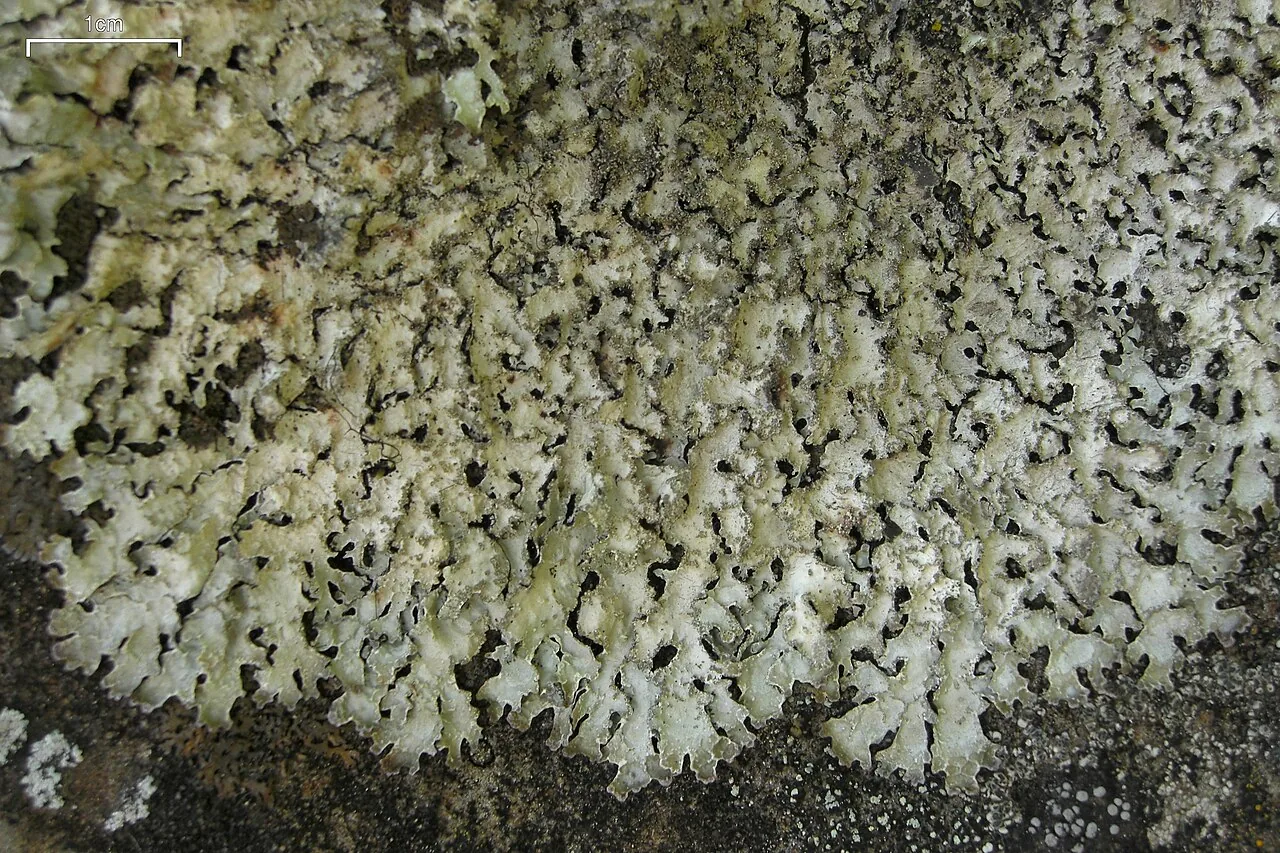 Parmelia fraudans (Parmelia fraudans) — photo mycologique