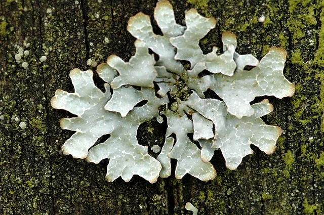Parmelia nikkoensis (Parmelia nikkoensis) — photo mycologique