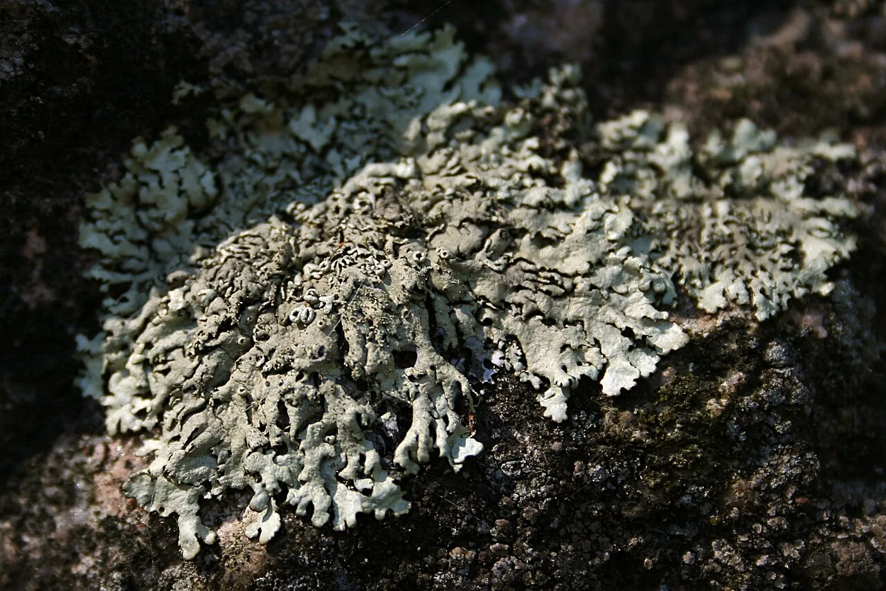 Parmelia saxatilis (Parmelia saxatilis) — photo mycologique