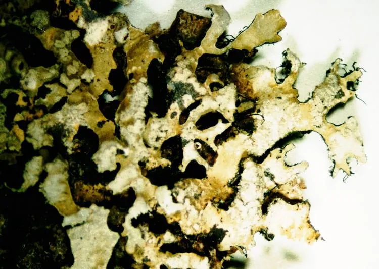 Parmelia squarrosa (Parmelia squarrosa) — photo mycologique