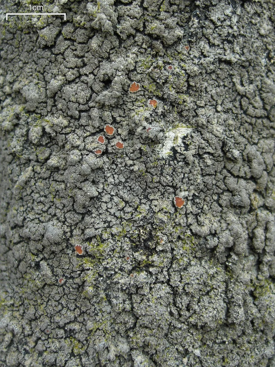 Parmeliella gymnocheila (Parmeliella gymnocheila) — photo mycologique