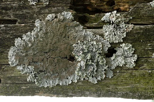 Parmelina irrugans (Parmelina irrugans) — photo mycologique