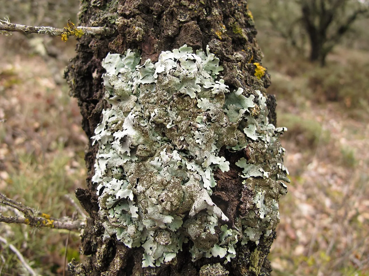 Parmelina tiliacea (Parmelina tiliacea) — photo mycologique