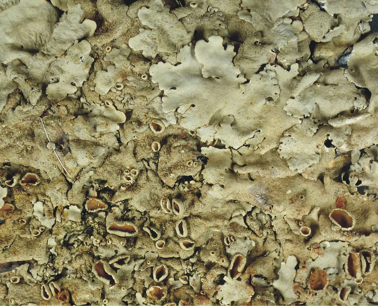 Parmelinella lindmanii (Parmelinella lindmanii) — photo mycologique
