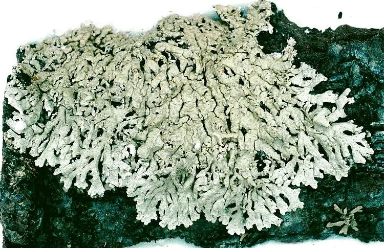 Parmelinopsis pinguiacida (Parmelinopsis pinguiacida) — photo mycologique