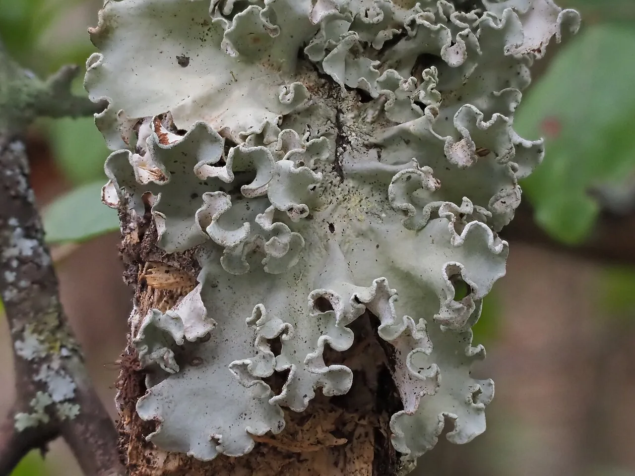 Parmotrema austrosinense (Parmotrema austrosinense) — photo mycologique