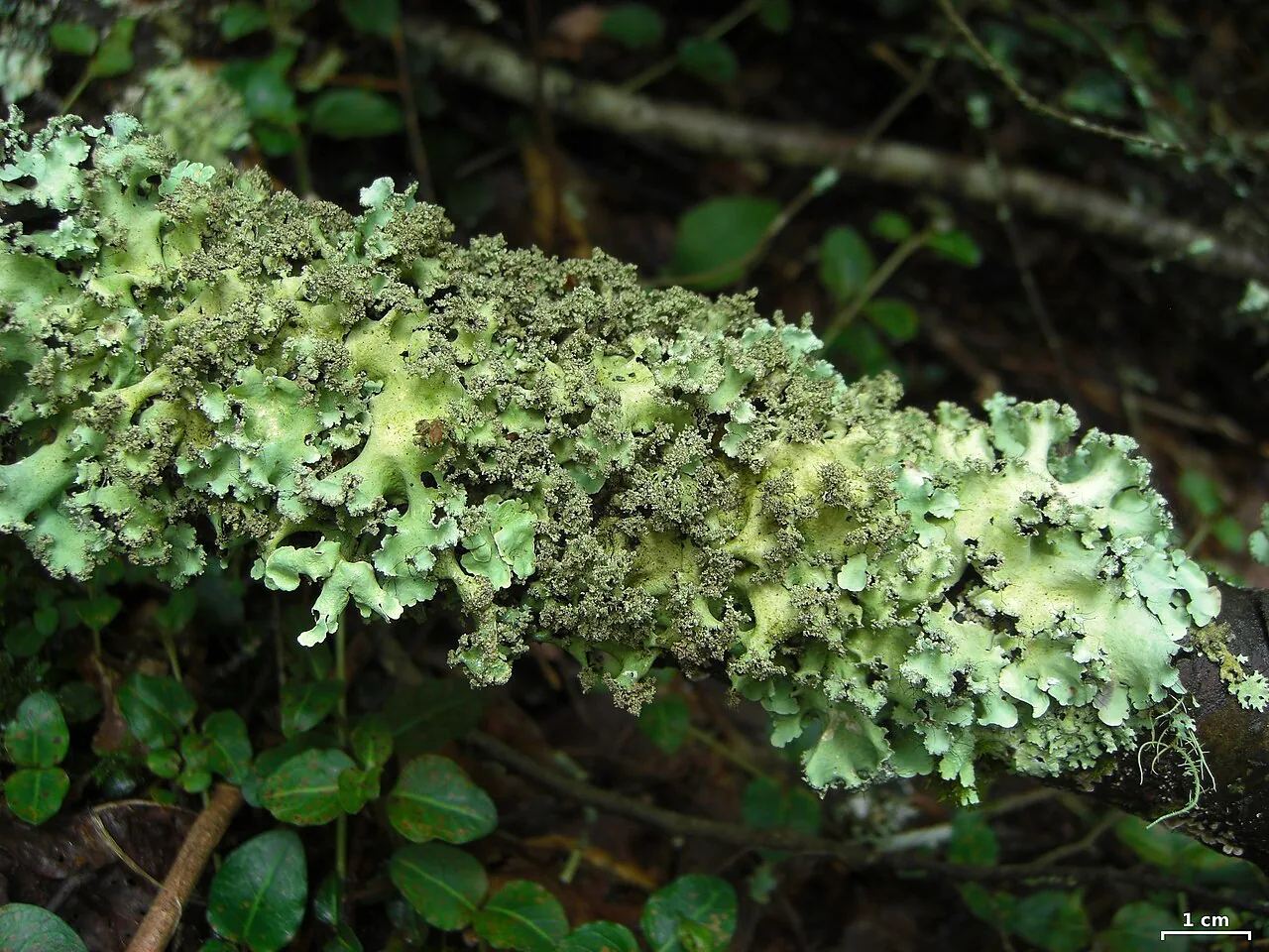Parmotrema mellissii (Parmotrema mellissii) — photo mycologique