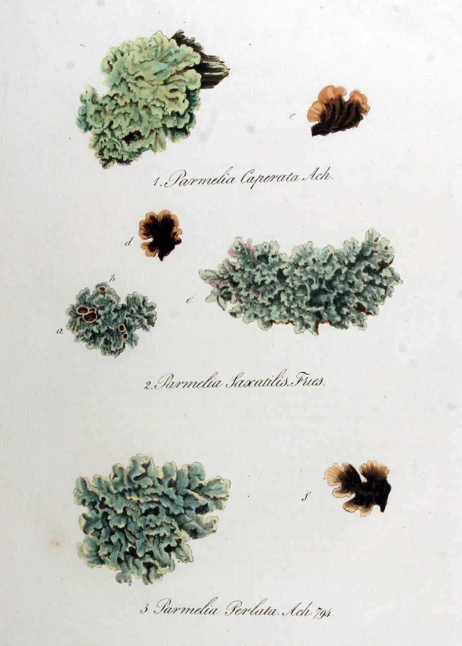 Parmotrema perlatum (Parmotrema perlatum) — photo mycologique