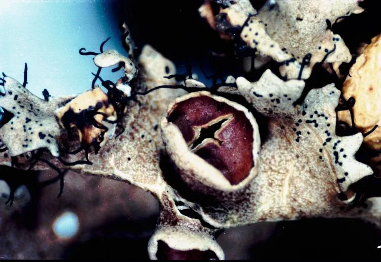 Parmotrema poolii (Parmotrema poolii) — photo mycologique