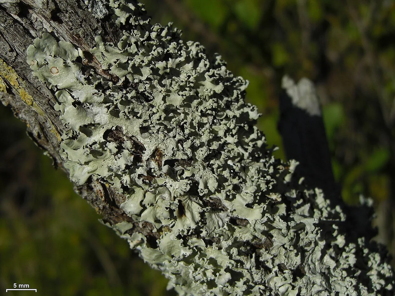 Parmotrema praesorediosum (Parmotrema praesorediosum) — photo mycologique
