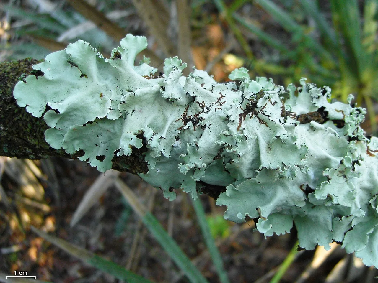 Parmotrema rampoddense (Parmotrema rampoddense) — photo mycologique