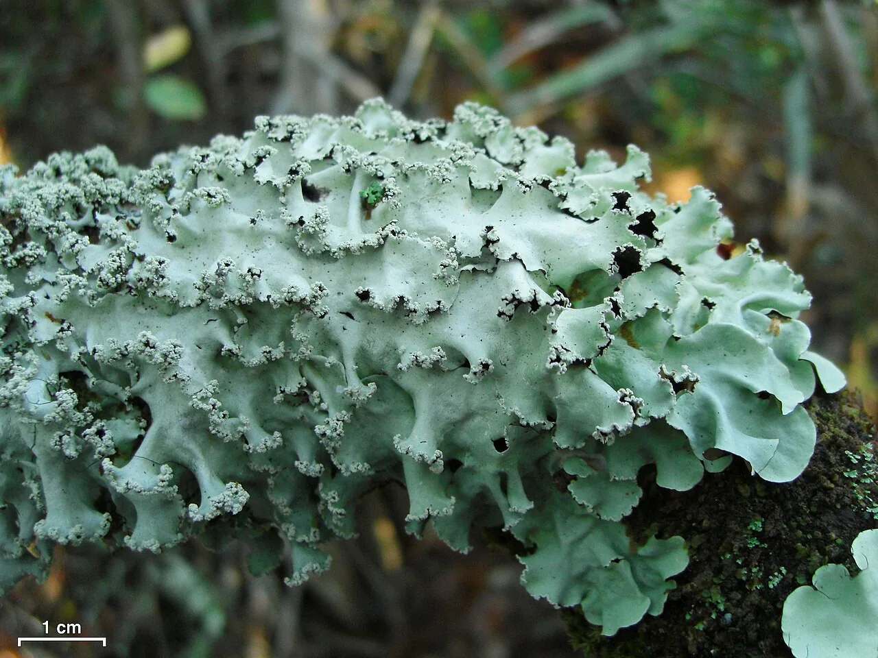 Parmotrema rubifaciens (Parmotrema rubifaciens) — photo mycologique