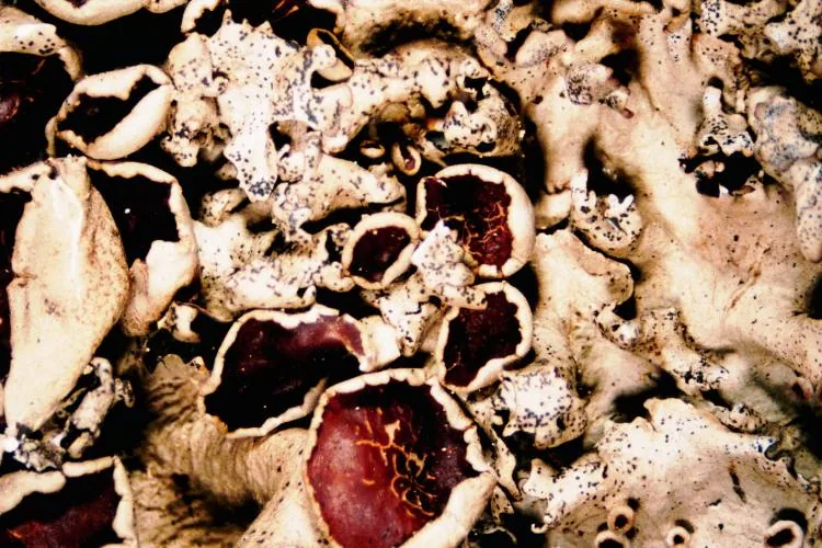 Parmotrema submarginale (Parmotrema submarginale) — photo mycologique