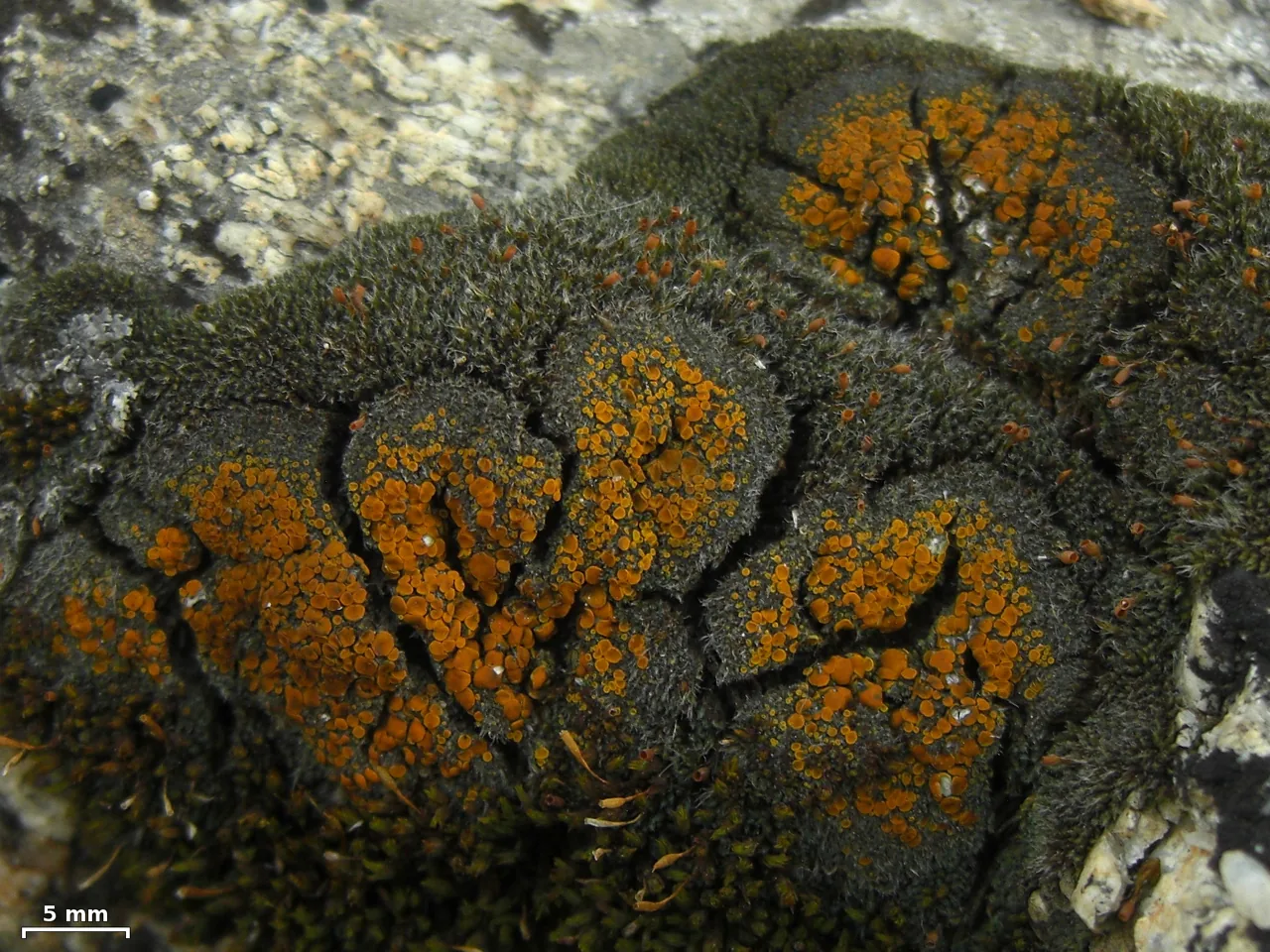 Parvoplaca tiroliensis (Parvoplaca tiroliensis) — photo mycologique
