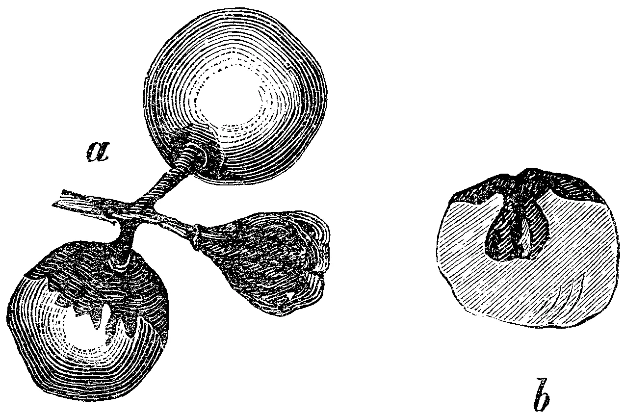 Passalora boldoae (Passalora boldoae) — photo mycologique