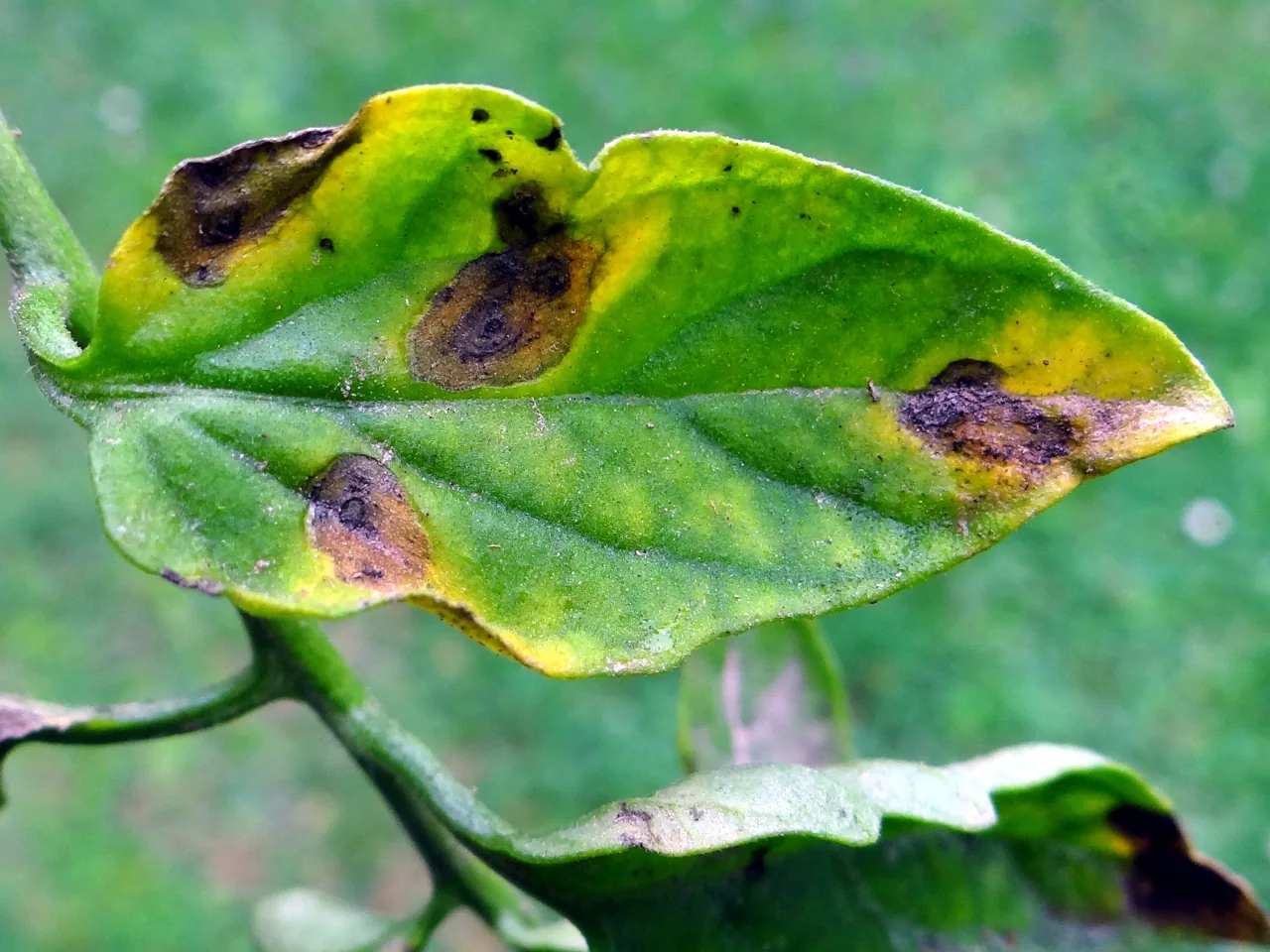 Passalora choristigmatis (Passalora choristigmatis) — photo mycologique