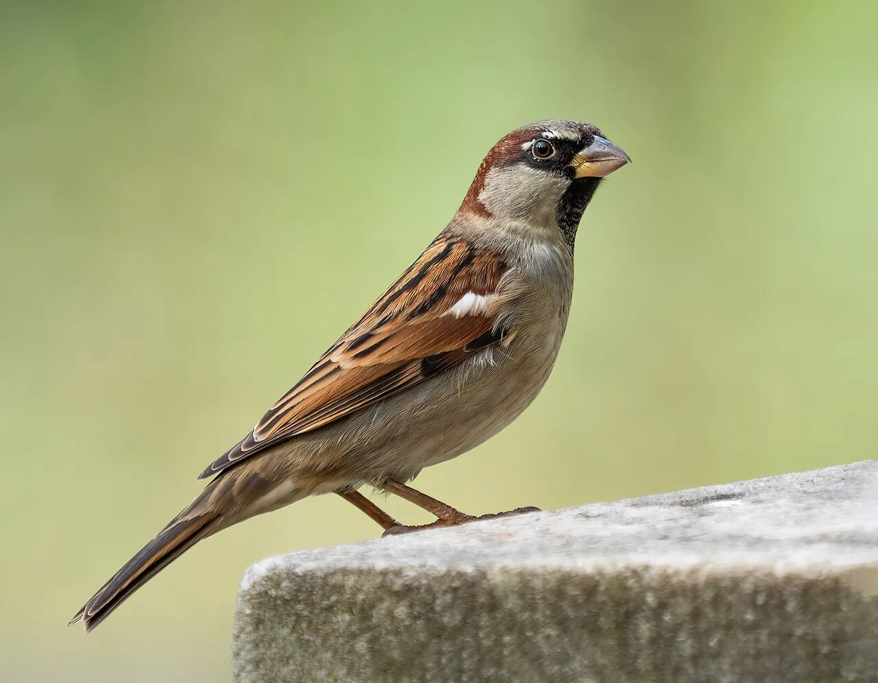 Moineau domestique (Passer domesticus) — photo vertébré