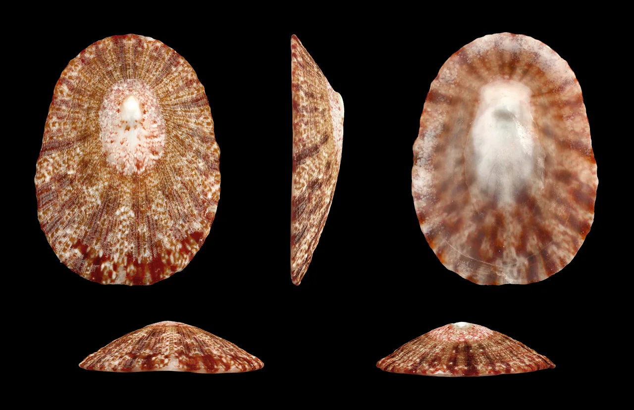 Patella miniata (Patella miniata) — photo mycologique