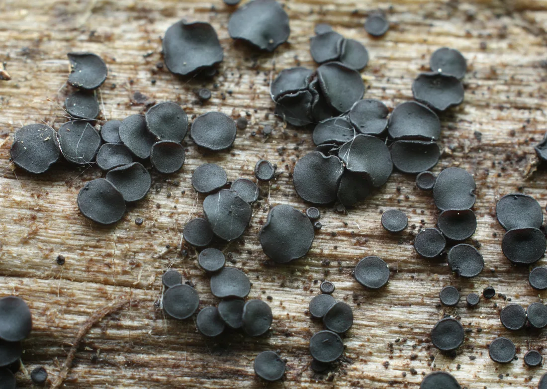 Patellaria tetraspora (Patellaria tetraspora) — photo mycologique