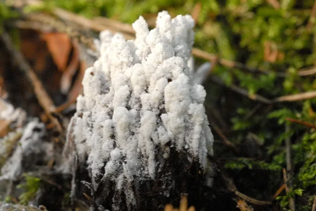 Paulisebacina allantoidea (Paulisebacina allantoidea) — photo mycologique