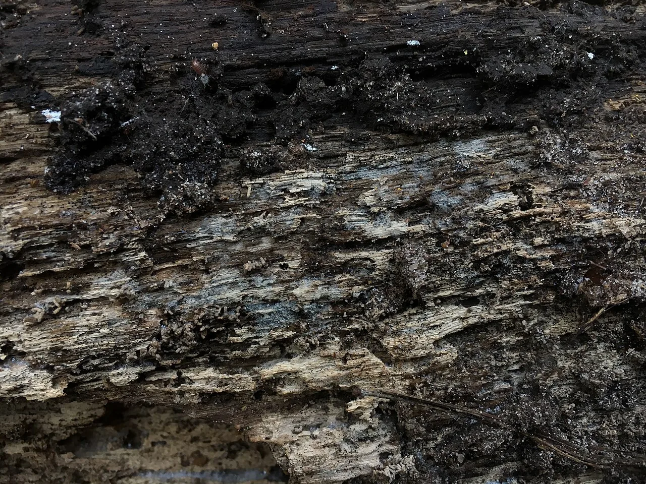 Paullicorticium globosum (Paullicorticium globosum) — photo mycologique