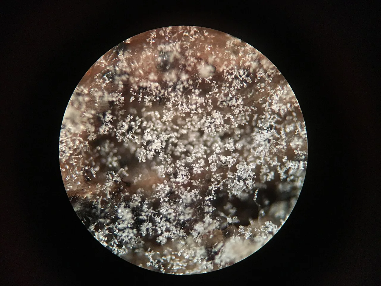 Paullicorticium pearsonii (Paullicorticium pearsonii) — photo mycologique