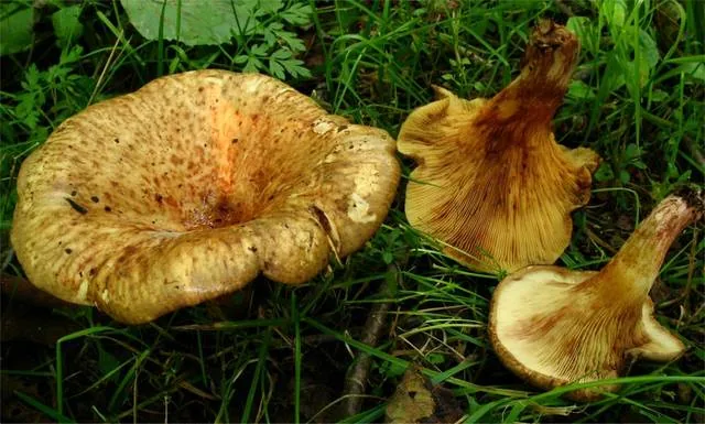 Paxillus filamentosus (Paxillus filamentosus) — photo mycologique