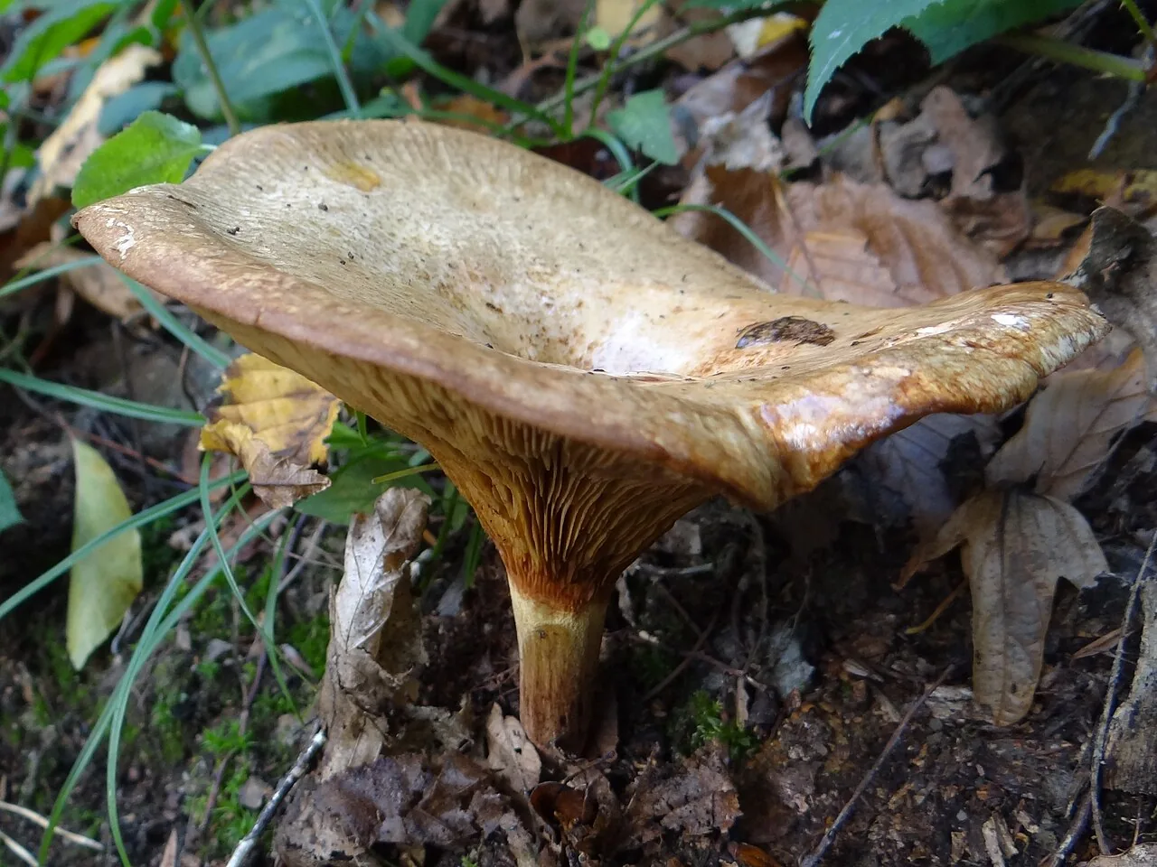 Paxillus rubicundulus (Paxillus rubicundulus) — photo mycologique