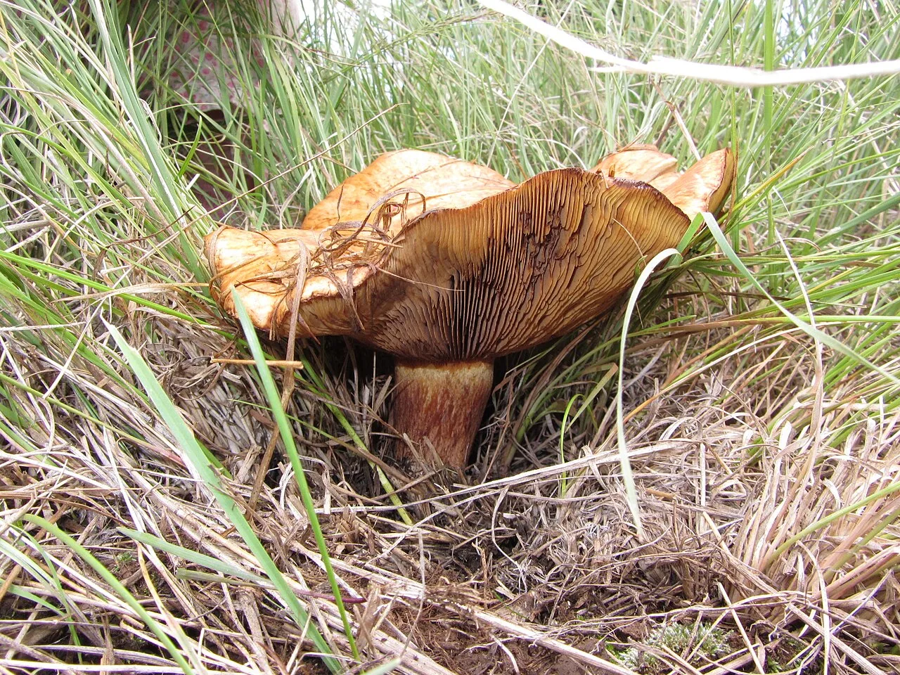 Paxillus vernalis (Paxillus vernalis) — photo mycologique