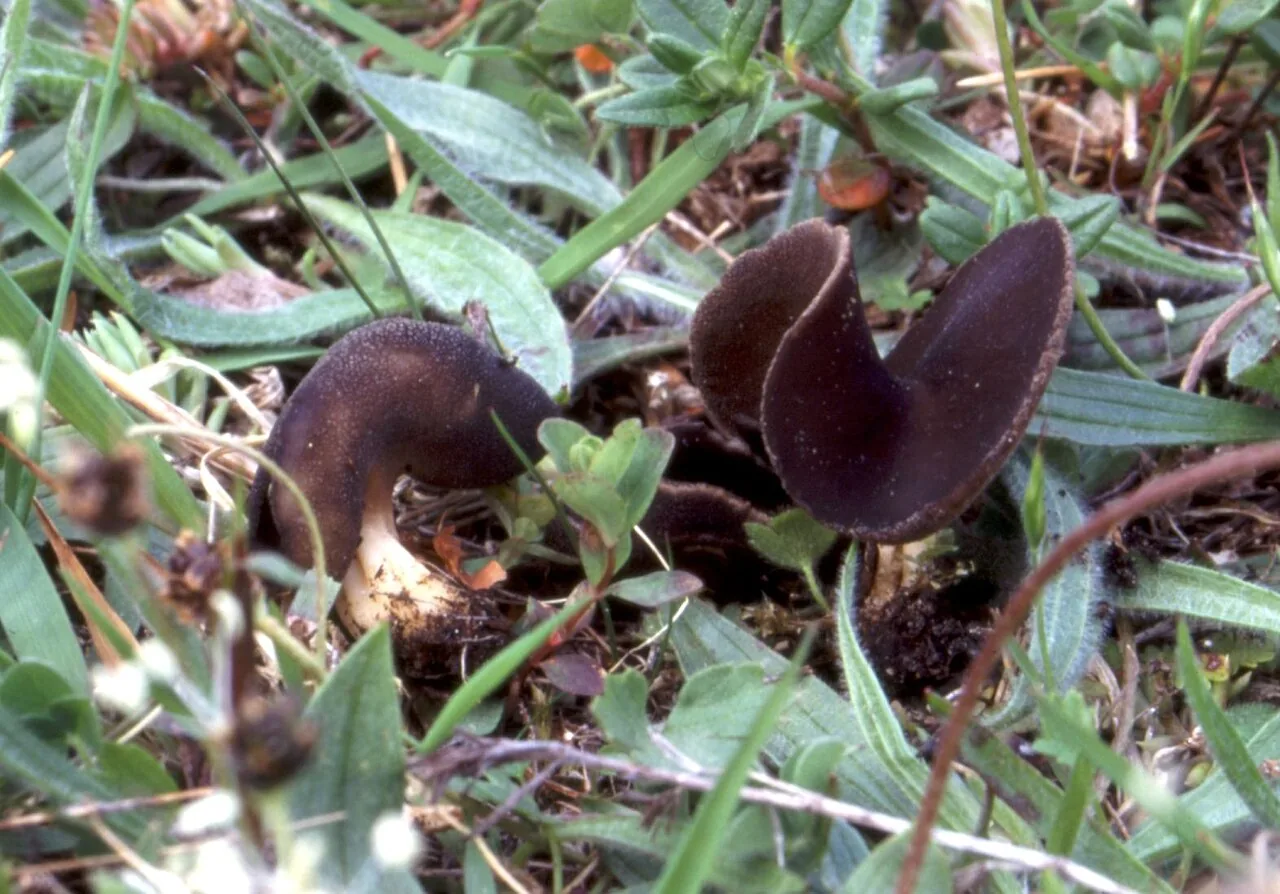 Paxina queletii (Paxina queletii) — photo mycologique