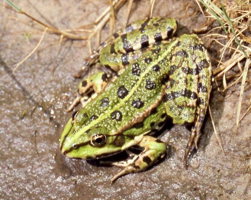 Grenouille rieuse (La) (Pelophylax ridibundus) : photo amphibien