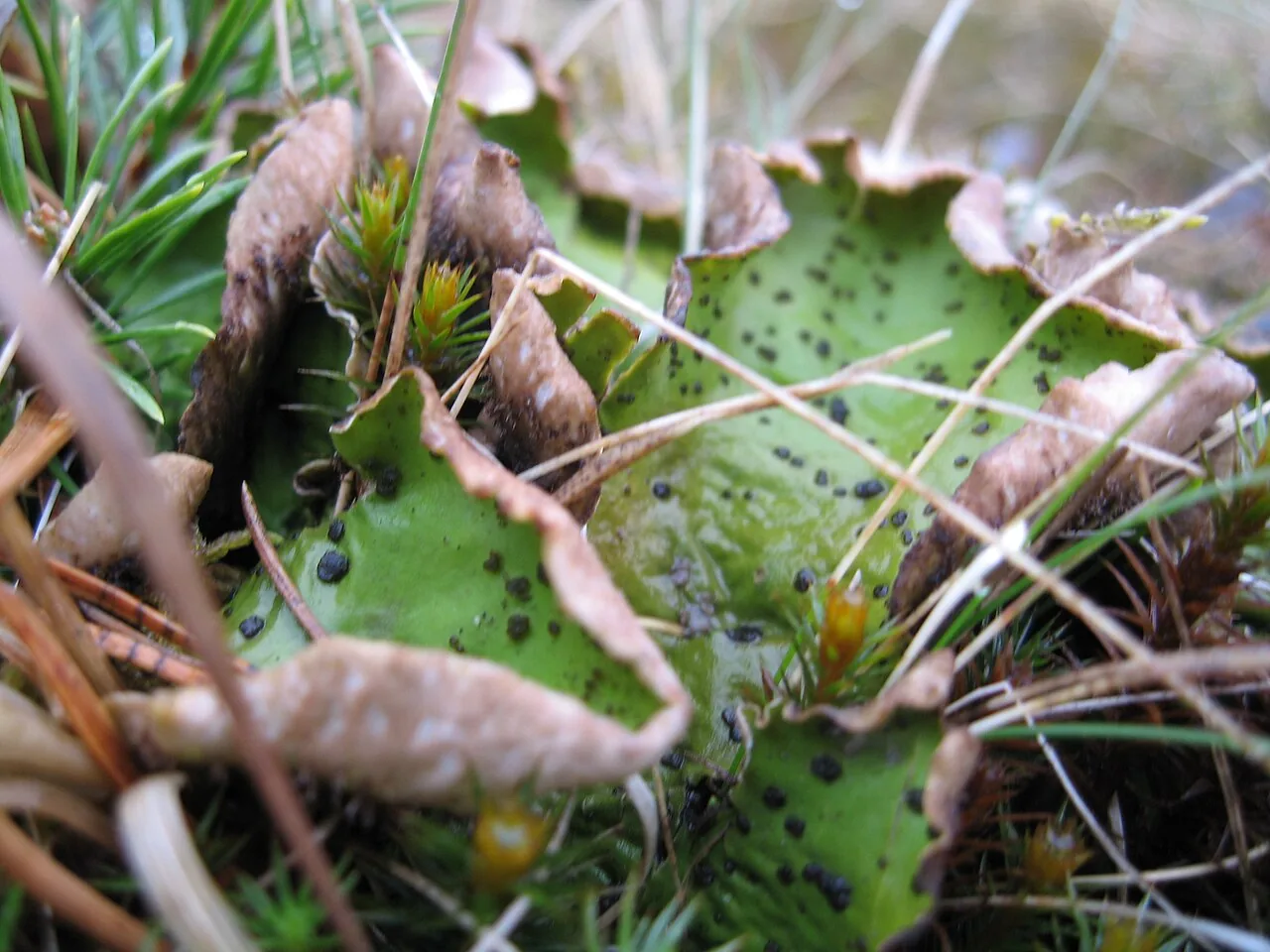 Peltigera aphthosa (Peltigera aphthosa) — photo mycologique