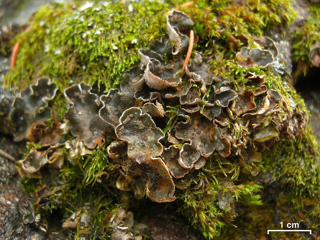 Peltigera castanea (Peltigera castanea) — photo mycologique
