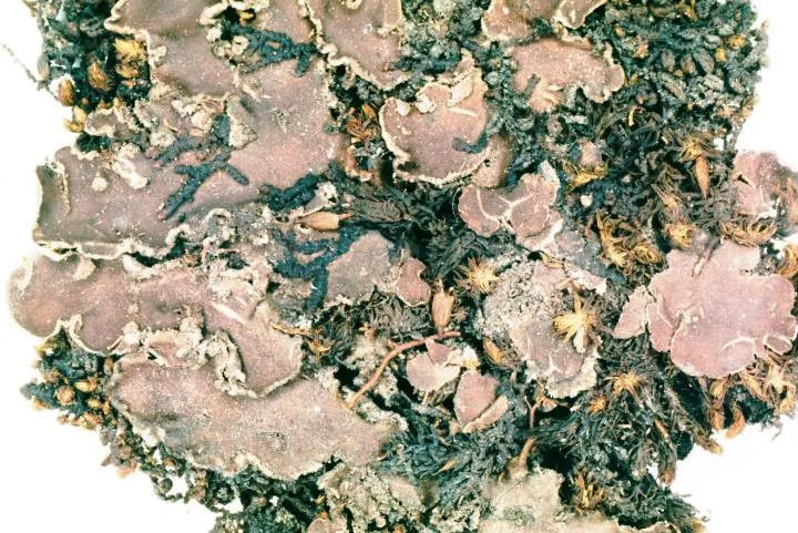 Peltigera collina (Peltigera collina) — photo mycologique