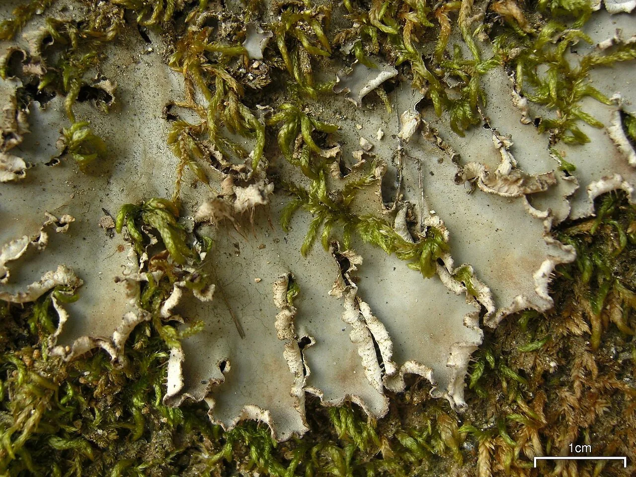 Peltigera degenii (Peltigera degenii) — photo mycologique