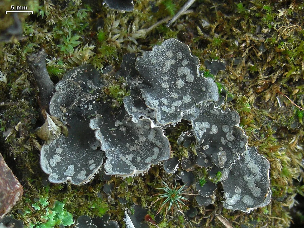 Peltigera extenuata (Peltigera extenuata) — photo mycologique