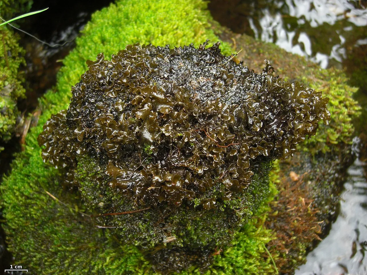 Peltigera gowardii (Peltigera gowardii) — photo mycologique