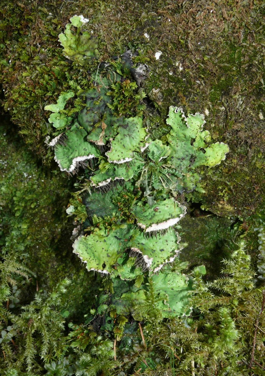 Peltigera oceanica (Peltigera oceanica) — photo mycologique