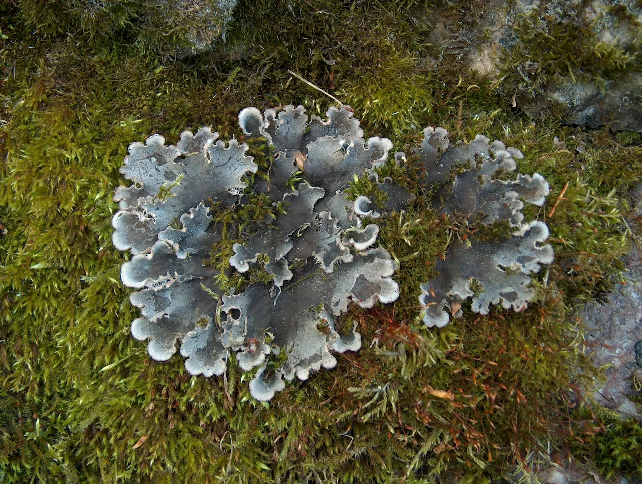 Peltigera patagonica (Peltigera patagonica) — photo mycologique