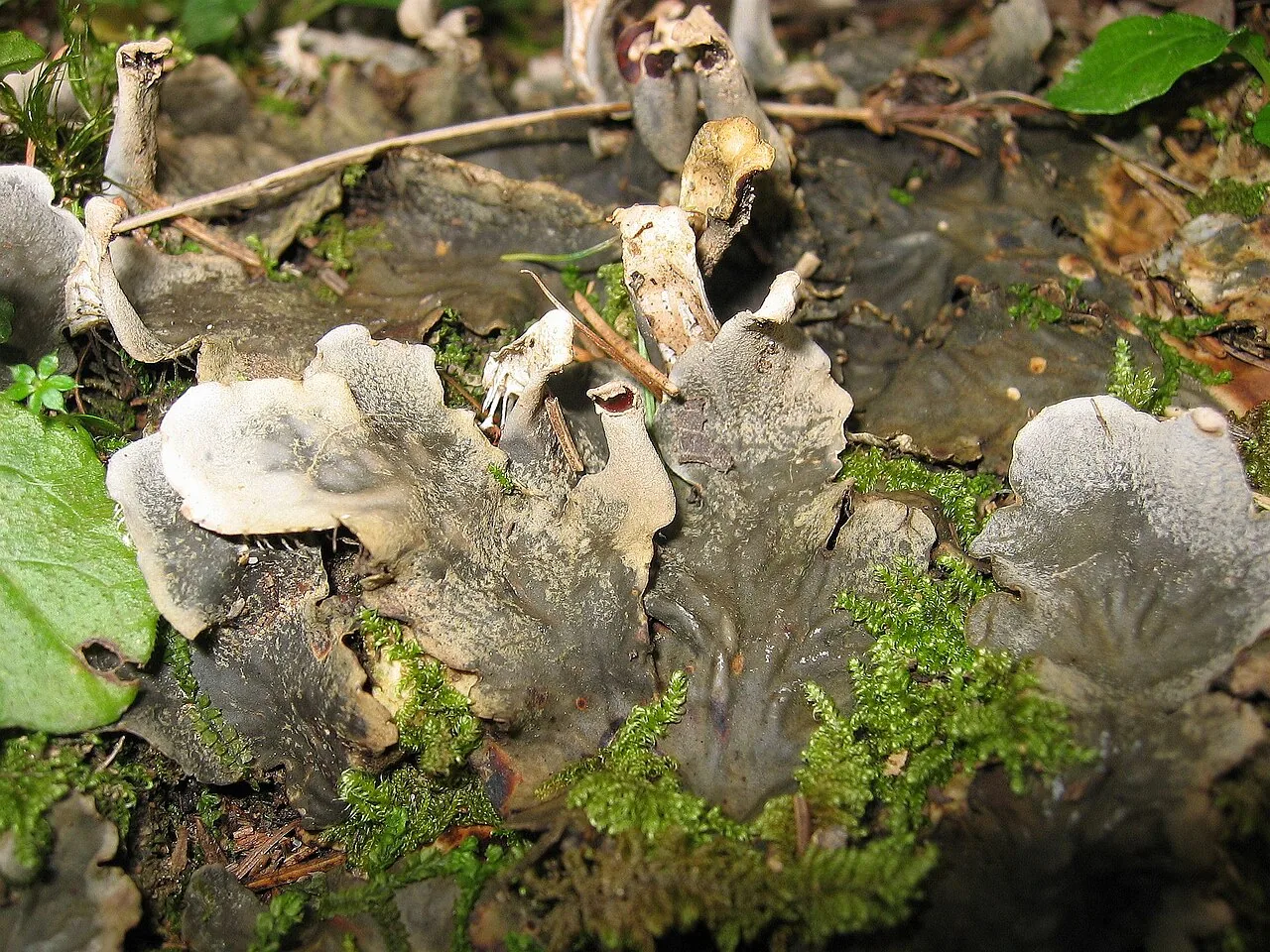 Peltigera praetextata (Peltigera praetextata) — photo mycologique