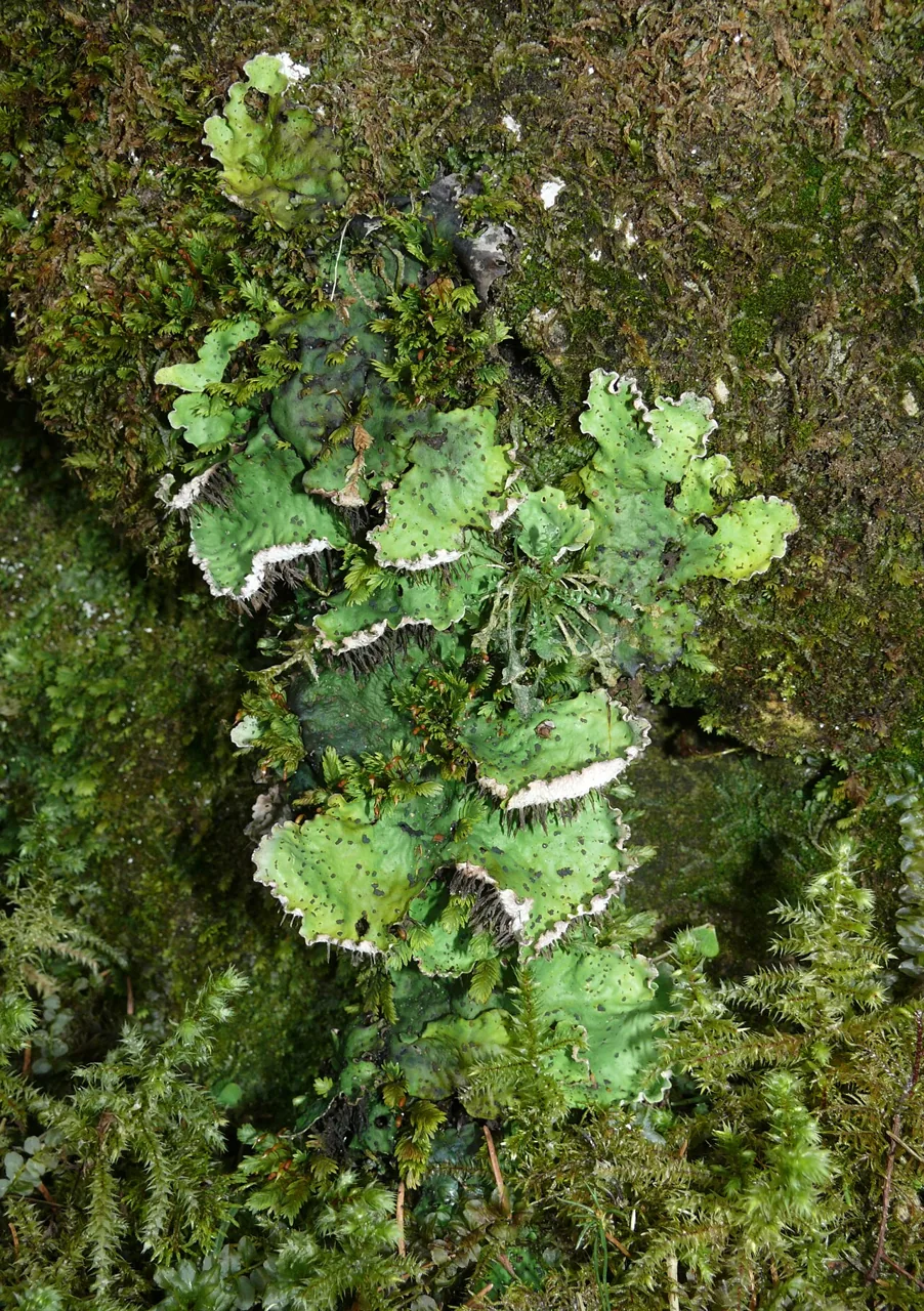 Peltigera vainioi (Peltigera vainioi) — photo mycologique