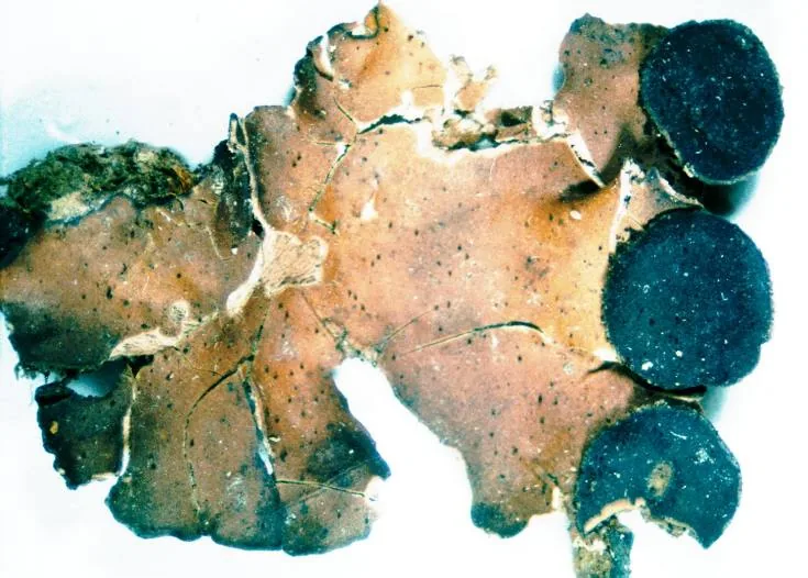 Peltigera venosa (Peltigera venosa) — photo mycologique
