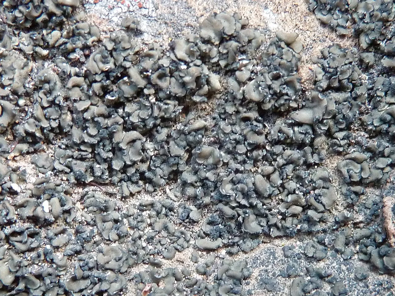 Peltula bolanderi (Peltula bolanderi) — photo mycologique
