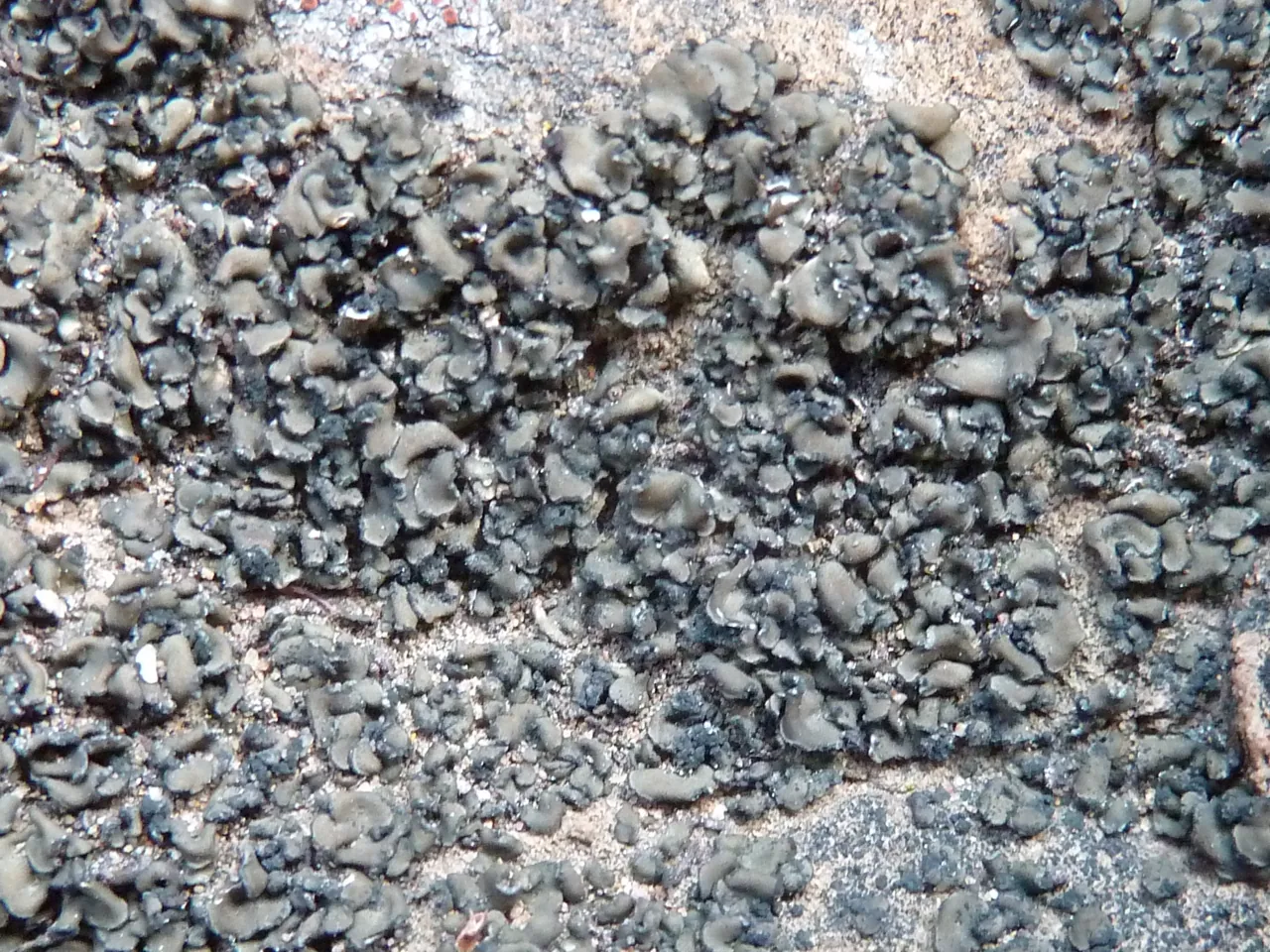 Peltula cylindrica (Peltula cylindrica) — photo mycologique