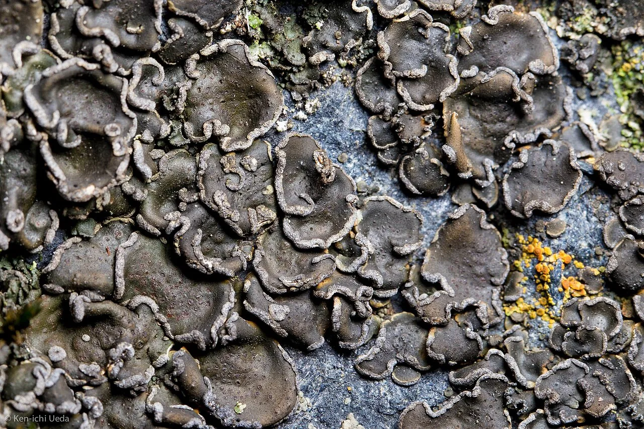 Peltula euploca (Peltula euploca) — photo mycologique